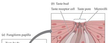 14 Taste Buds 14 Taste Receptor Cell Mechanisms 14