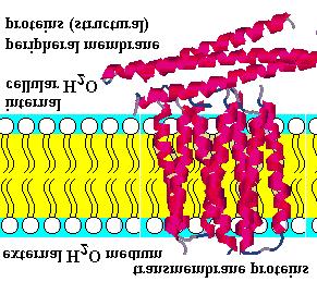 Chem*3560 Lecture 36: Review of membrane function Membrane: Lipid bilayer with embedded or associated proteins.
