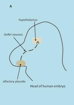 3 Illustration 2. GnRH neuron migration in development GnRH neurons arise in the olfactory placode.