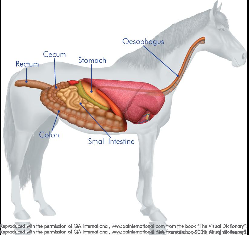 The horse's digestive system The horse is a nonruminant herbivore. Non-ruminant means that horses do not have multi-compartmented stomachs as cattle do.
