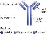 antibodies Antibody-drug