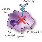 Monoclonal antibodies: effects