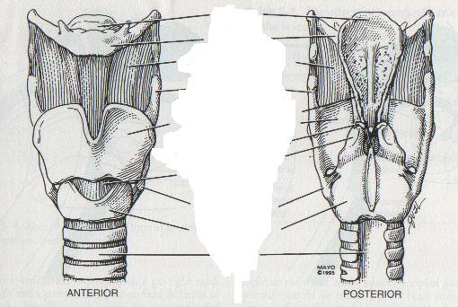 Airway Anatomy Hyoid bone Thyroid cartilage