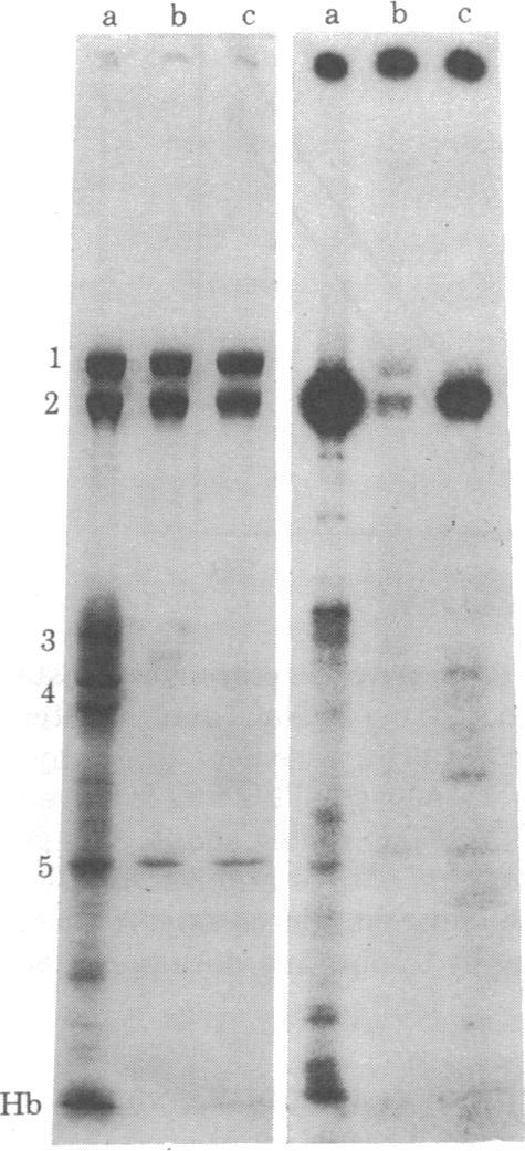 3266 Biochemistry: Imhof et al. Proc. Natl. Acad. Sci. SA 77 (198) #p db. 46 Alb., I w VW 4........4 41 -.- b,s FIG. 3.