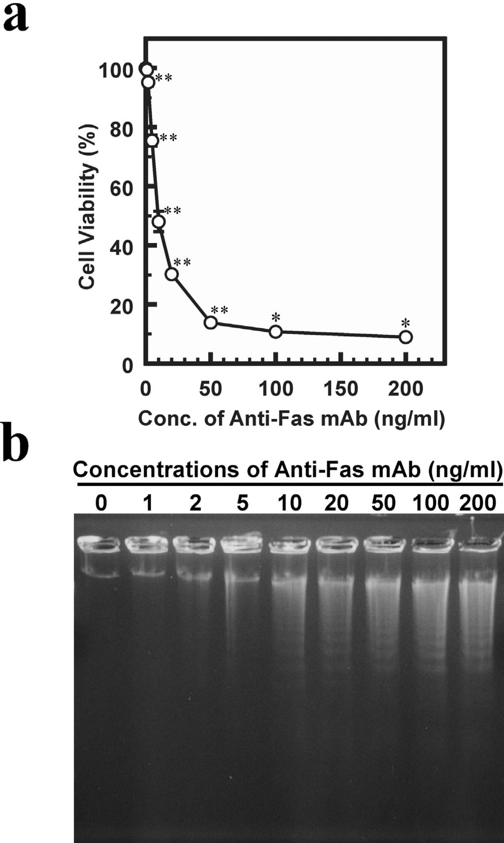 H.Abe, M.-A.Shibata and Y.Otsuki Figure 2. Cell viability (a) and DNA fragmentation (b) in human endometrial carcinoma cell line (HHUA) cells exposed to anti-fas mab.