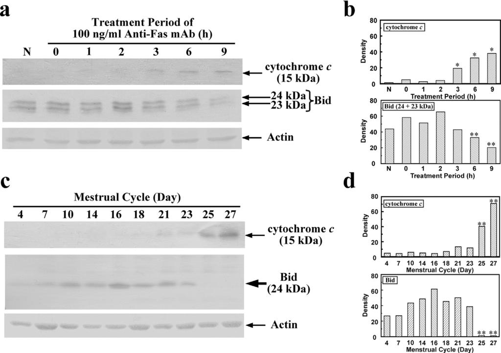 However, in endometrial tissue, the release of cytochrome c was detected from the early secretory phase (days 21 and 23) and was significantly elevated on days 25 and 27 of the menstrual cycle