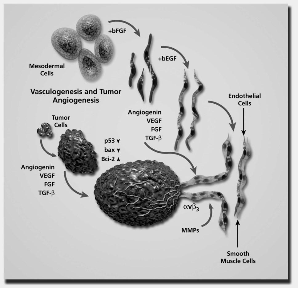 MSCs and Tumour Stroma Where do the tumour stroma orginiate?