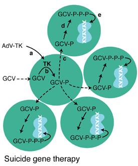 TK (Thymidine Kinase)/GCV (Ganciclovir) System Herpes simplex virus 1 (HSV-1) TK enzyme is not expressed in normal