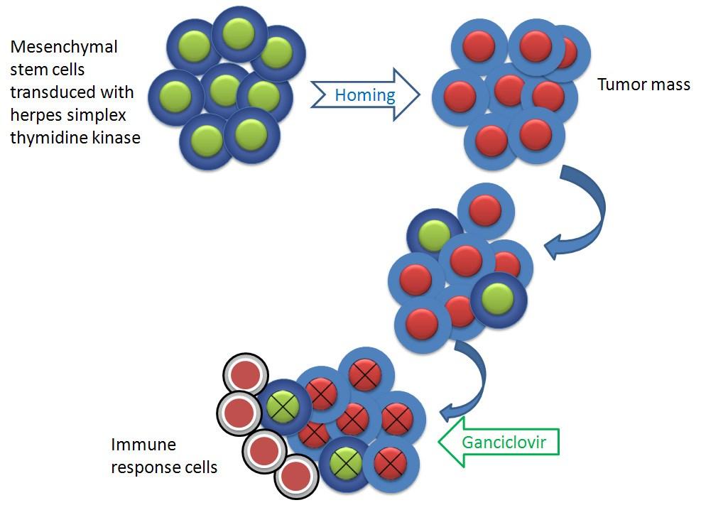 Using Mesenchymal Stem Cells as