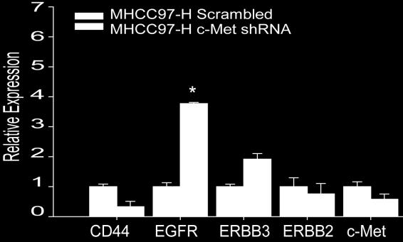 90 4.4.6 Inhibition of c-met results in up-regulation of EGFR/ERBB3 Gene expression profiling and real-time PCR analyses demonstrated that both EGFR and ERBB3 are up-regulated after c-met knockdown