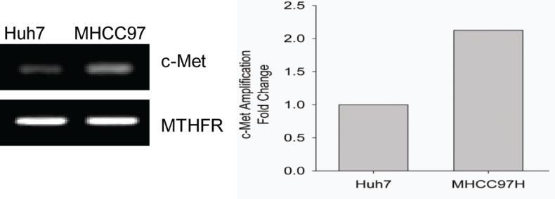 Huh7 HCC cells.