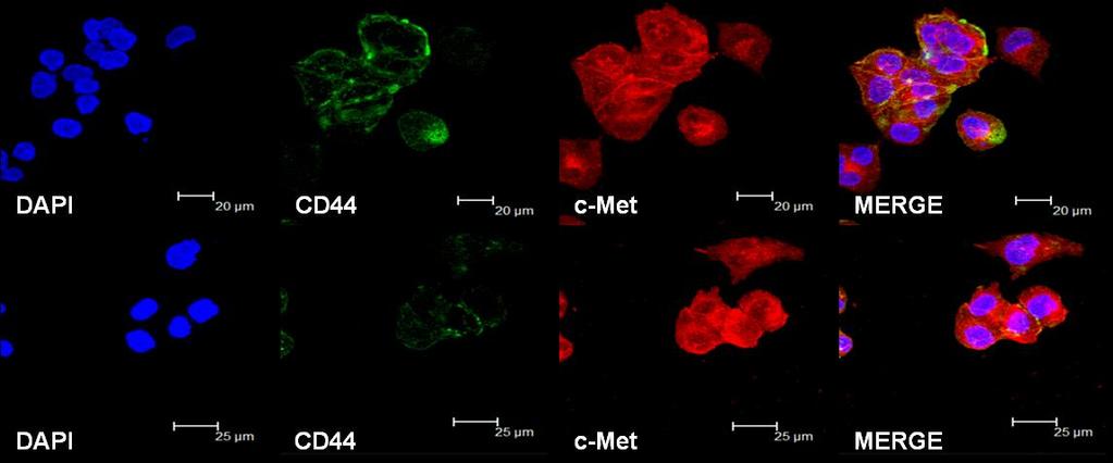 A 121 B Supplementary Figure S7 CD44s shrna cells demonstrate a slight decrease of CD44v6 expression.