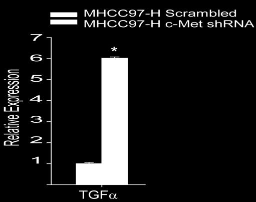 MHCC97-H cell lysates were collected after 48 hours of transfection. (b) CD44v6 does not regulate tumorsphere formation.