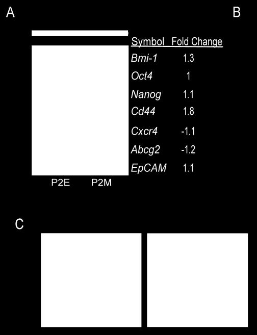 Data represent mean±sem of triplicates, *p<0.01. (C) Tumor-sphere assay was performed for two weeks using non-adherent plates.