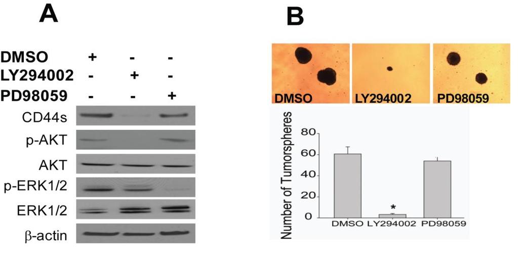 66 inhibits tumorsphere formation, we treated MHCC97-H cells with a low dose of LY294002 or PD98059 for two weeks in low adherent culture conditions.