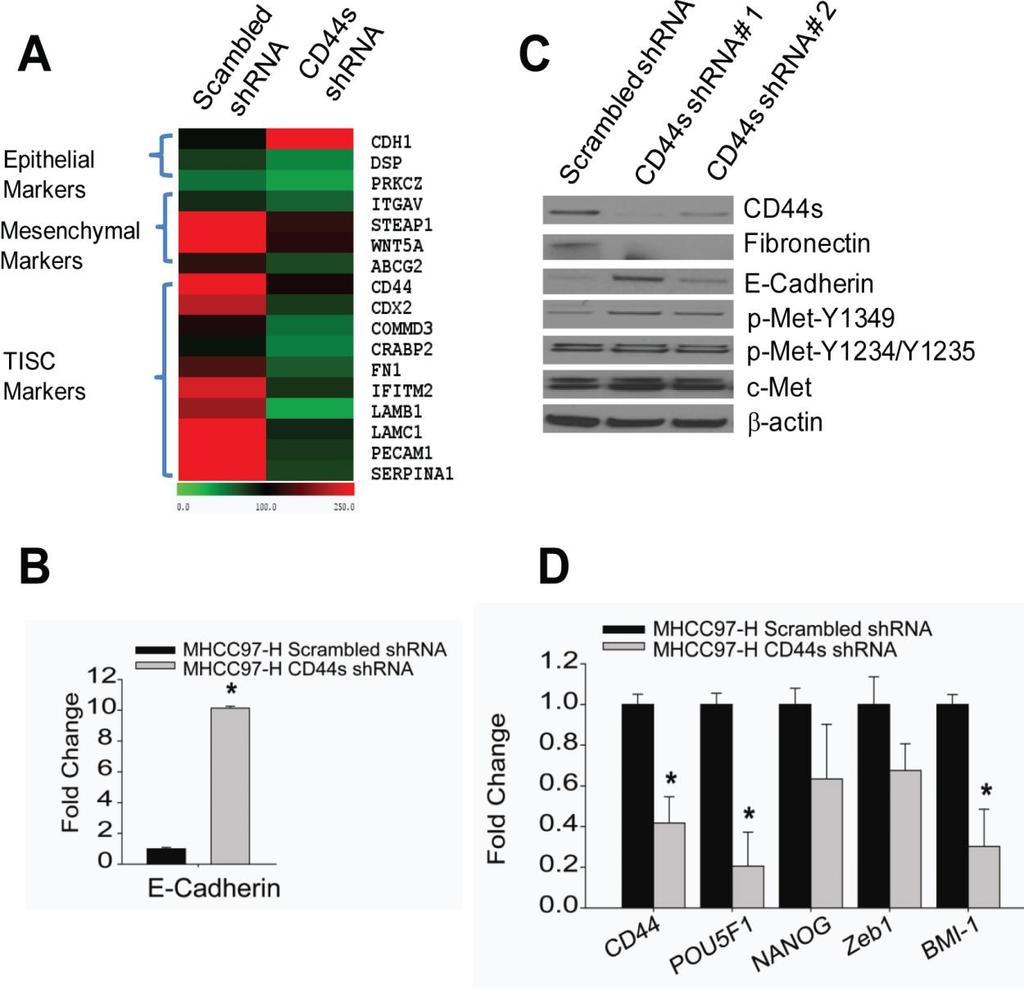 67 Figure 3-5 CD44s regulates mesenchymal and tumor-initiating stem-like characteristics (A) Endogenous protein levels of CD44s and the mesenchymal markers E-cadherin and fibronectin in two pooled
