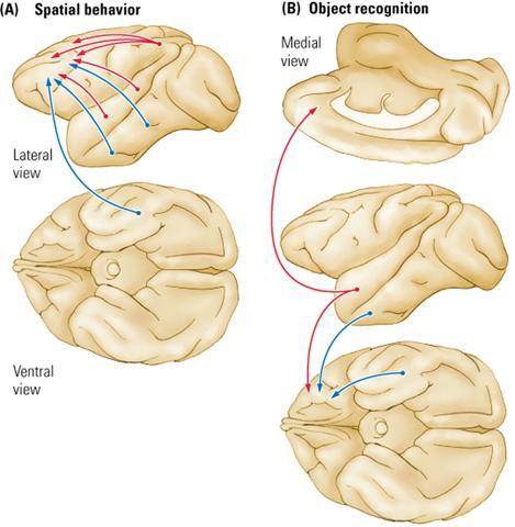 Connections of the Motor and Premotor Areas Motor Cortex Projects to spinal motor neurons, cranial nerves that control the face Projects to the basal ganglia and the red nucleus Premotor Projections