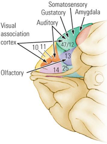 prefrontal area Eye fields Receive from PG and the superior colliculus Connections of the Prefrontal Areas End of dorsal and ventral streams of visual input Dorsolateral Prefrontal Area Reciprocal