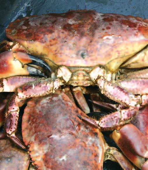 Research News from NIFES the wreck, than previous years. EU has no upper limit for mercury in the brown crab meat.