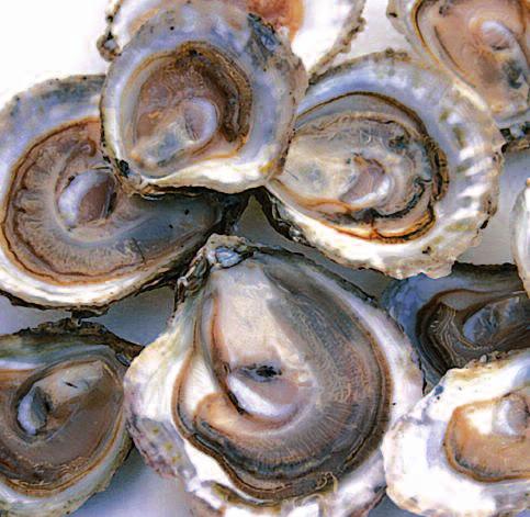 to be able to judge the oyster effectively with regard to the visual degree of fullness.