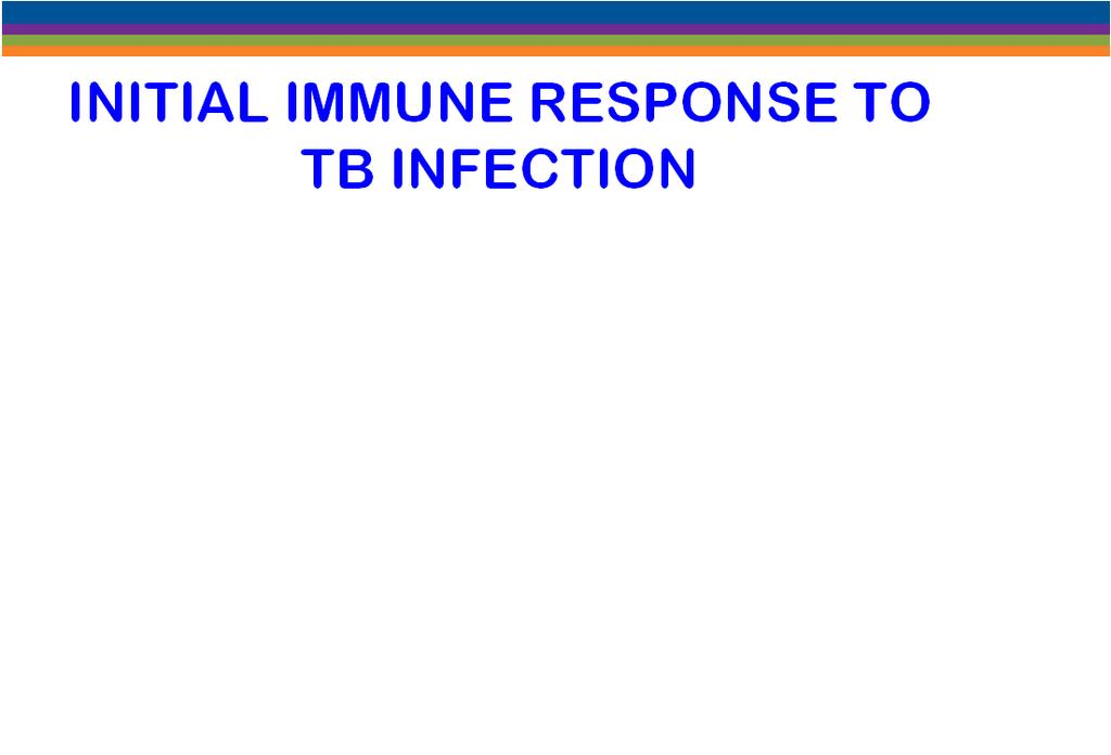 LATER IMMUNE RESPONSE TO TB INFECTION Adaptive Immunity - All Cell-Mediated Response T cells» Th1 cells» Interleukin 12» Interferon gamma Activated