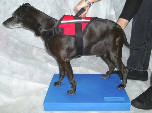 FitPAWS Balance Pad Low balance and weight bearing tool for dogs recovering from injury or post-operation.