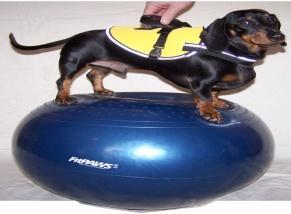 FitPAWS Donut and FitPAWS Donut Holder Lower to the ground; use for weight bearing therapy for large dogs who