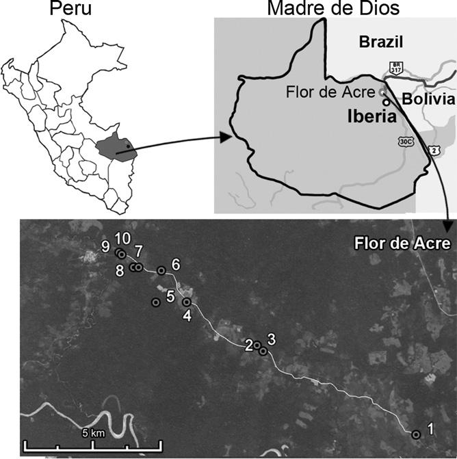 512 VALDIVIA AND OTHERS FIGURE 1. Flor de Acre, Iberia in Madre de Dios, Peru. Inset shows satellite images of 10 houses around where sand flies were collected.