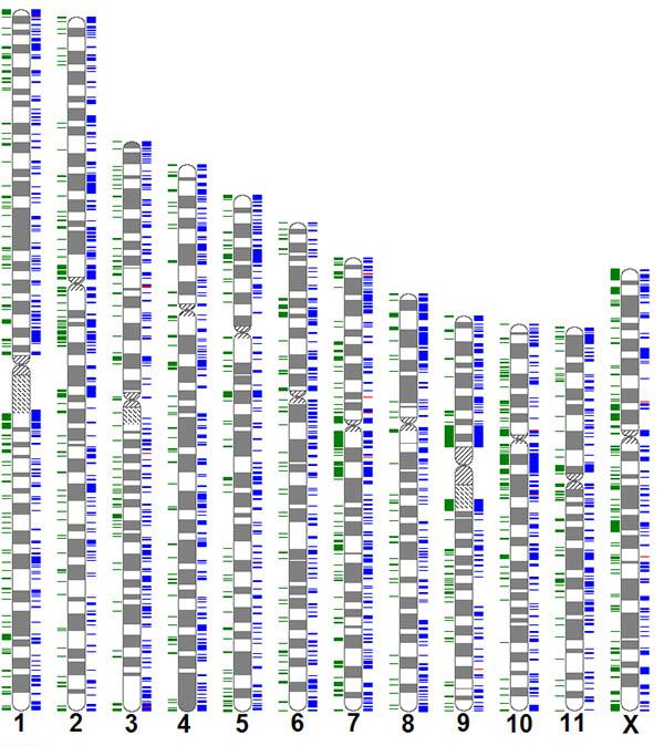 Genome variation