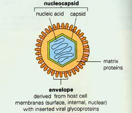 Non-enveloped viruses capsid