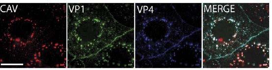 caveolin virus virus Caveolin, VP1, VP4 co-localize in internal