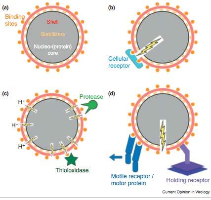 Different Host Factors Involved in Entry/uncoating of Nonenveloped Viruses Virus receptor interactions