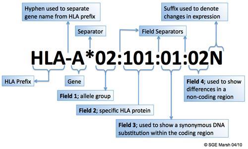 Figure 3-2: HLA Nomenclature Schematic illustration of HLA tissue typing results. Numbers, letters and symbols are explained for interpretation. http://hla.alleles.org/nomenclature/naming.