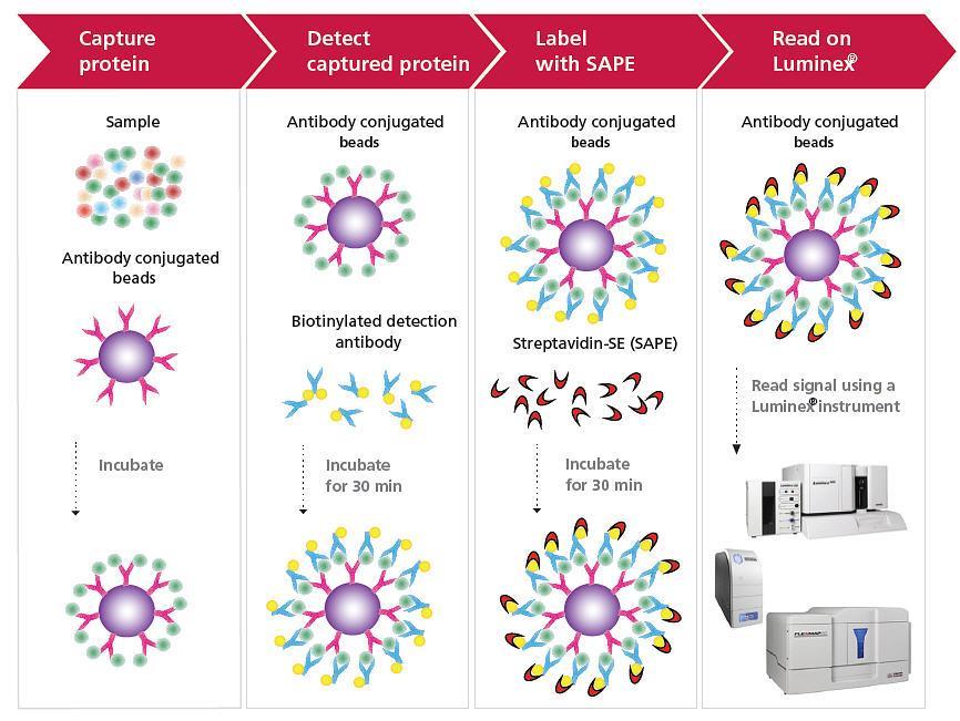Figure 4-4: Schematic description of Luminex based assays How Luminex based assays work. Capture protein: samples are incubated with magnetic beads overnight on a rocker.