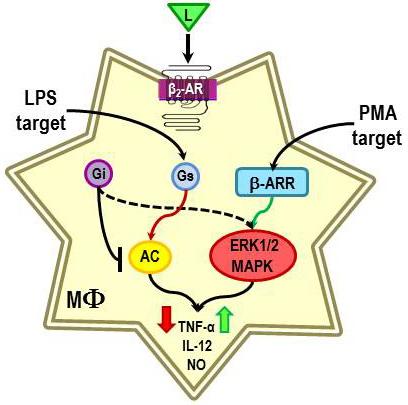 Int. J. Mol. Sci. 2015, 16 5650 activity in prostate cells stimulated with a β-ar agonist [117], an effect expected to reduce camp and thus, PKA production.