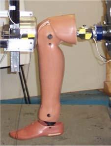 configuration of tests to evaluate the femur response was the same used by Haut et al (1995).