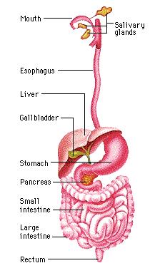 Fermentable carbohydrate: GI Tract Incompletely digested and partially absorbed in small intestine Bonds