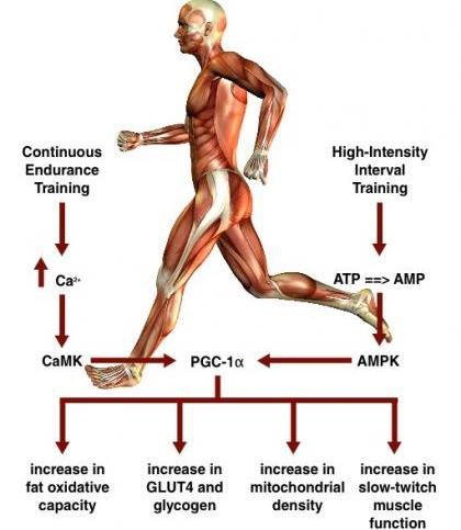 Gibala et al, (2009) and Little et al, (2010) From Laursen et al, (2010) a diagrammatic process is shown, suggesting that despite similar physiological adaptations from continuous endurance exercise