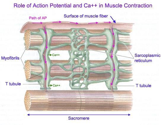 Steps of a muscle contraction: *Ca ++ are released by the sarcoplasmic reticulum.