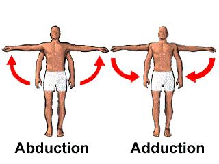 Types of Joint Movement: Synovial Joint Movements Abduction: movement