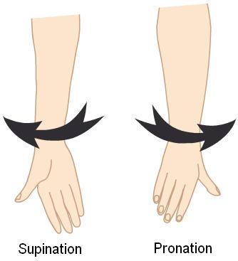 Synovial Joint Movements Pronation: rotating the palm down (medially).
