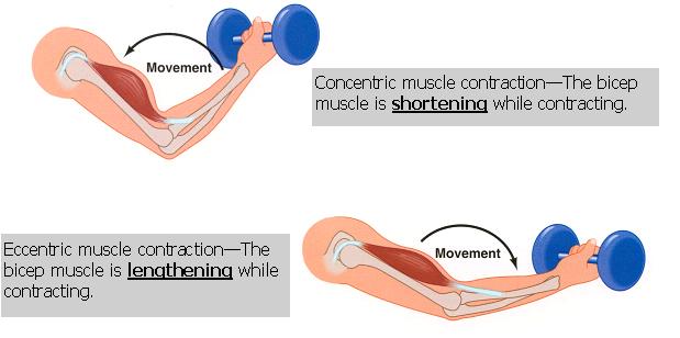 Isotonic: Increase in loads on muscles. (concentric and eccentric muscle actions.