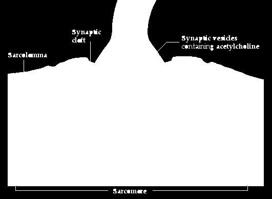 diagram of