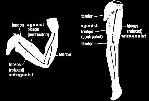 Reciprocal Inhibition Describes muscles on one side of a joint relaxing while the other side is contracting.