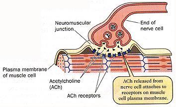 Role of neurotransmitters in stimulating muscle contraction.