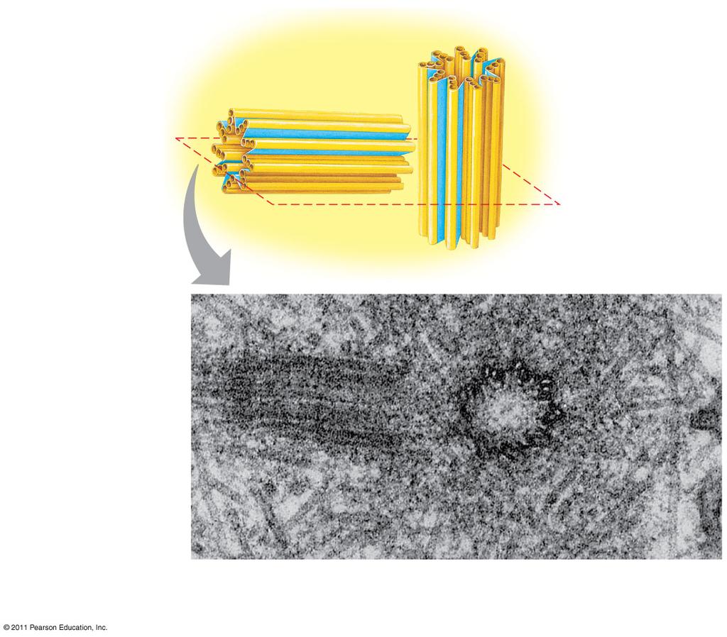25 µm HELP SEPARATE THE CHROMOSOME COPIES IN DIVIDING CELLS Longitudinal section of one centriole CAN GROW OUT OF CENTROSOMES Microtubules Cross