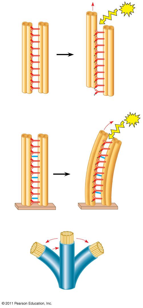 Cilia have a backand-forth motion that moves the cell in a direction perpendicular to the axis of the cilium.