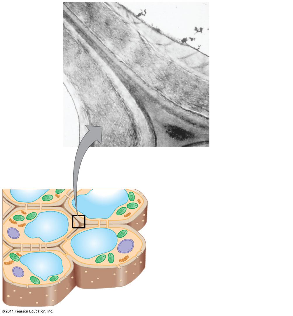 27 (c) Cytoplasmic streaming in plant cells 30 µm 34 INTERMEDIATE FILAMENTS SUPPORT CELL SHAPE FIX ORGANELLES IN PLACE 35 CELL WALL EXTRACELLULAR STRUCTURE FOUND IN