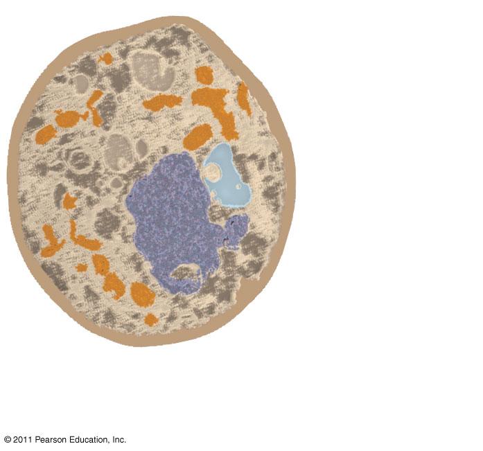NUCLEUS of uterus (colorized TEM) Fungal Cells Centrosome Parent cell Plasma Buds 5 µm