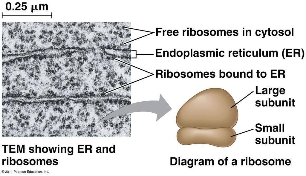 25 µm CARRY OUT PROTEIN SYNTHESIS IN TWO LOCATIONS (CYTOSOL = FREE RIBOSOMES; ER = BOUND RIBOSOMES) PROKARYOTES = 70S RIBOSOMES TEM showing ER and